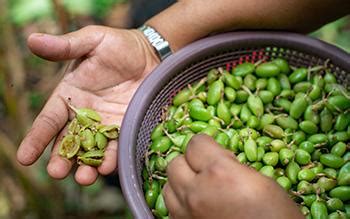 Cardamom - The Lost Herbs