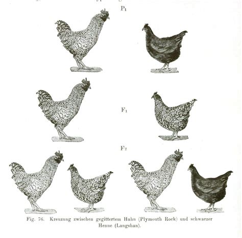 Genetics-Mendelian-diagram Chicken poster | Science diagrams, Genetics ...