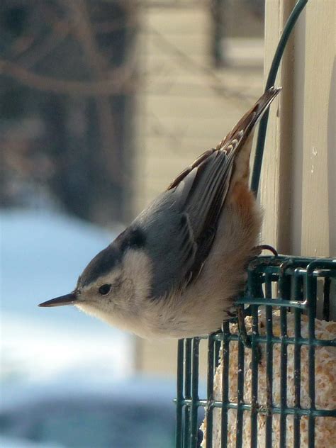 List Of Birds Of Minnesota - Minnesota Birds Of Prey Identification