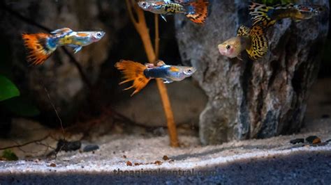 Expert Tips for Breeding Guppies: Keys to Successful Fishkeeping