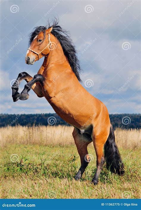 Rearing stallion stock image. Image of active, freedom - 11362775