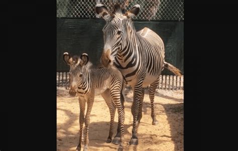 Grevy's Zebra Foals Born at Walt Disney World • DisneyTips.com