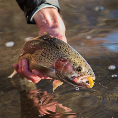 Massachusetts Spring Trout Stocking Is Underway! - On The Water