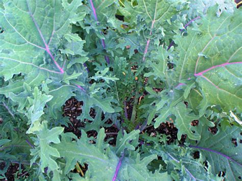 Kale, Red Russian | Homeward Bounty Farm