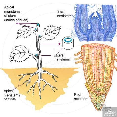 Meristematic cells: mitotically active cells that produce new cells and tissues; primary growth ...