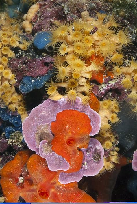 Coral reef, Mediterranean Sea - Stock Image - C013/6134 - Science Photo ...