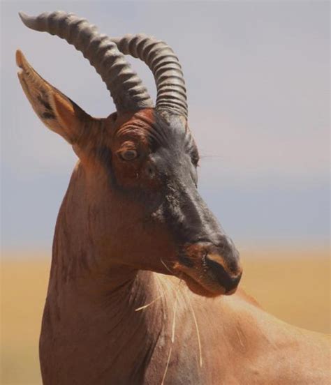 Topi | African Wildlife Foundation