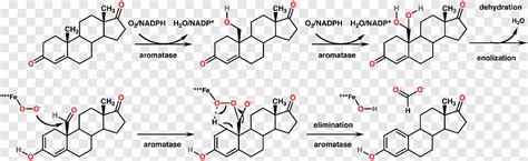 Aromatase inhibitor Estrogen Chemical reaction Enzyme, Mechanism, angle, white png | PNGEgg