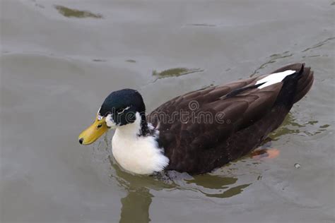 Close Up of a Manky Mallard with White Head Stock Image - Image of close, yellow: 124865213