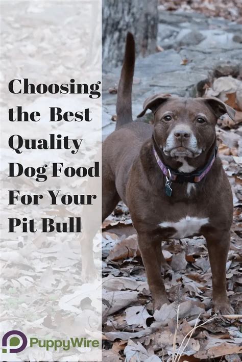 Best Dog Food for Pitbulls (Definitive Guide + Top 5 Reviews)