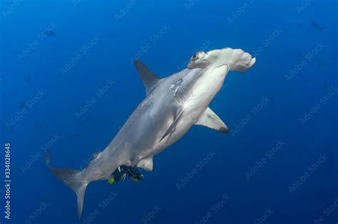 Hammerhead shark swimming and starring Stock Photo | Adobe Stock