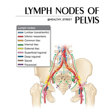 Healthy Street - 🔈 LYMPH NODES OF PELVIS • External iliac...