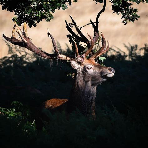 Stag Antlers have seen some action : natureismetal