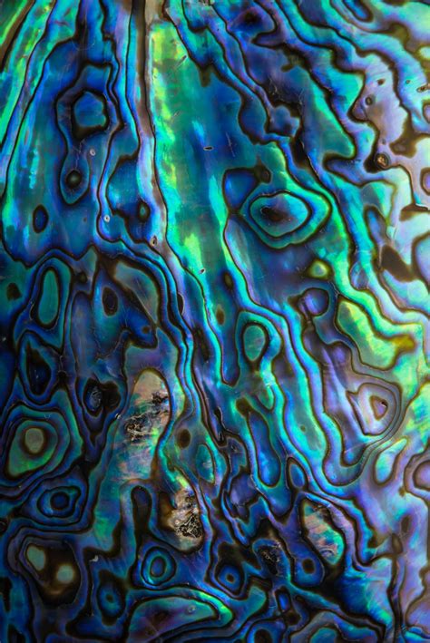 Abalone by David Bogard / 500px | Patterns in nature, Color textures, Textures patterns