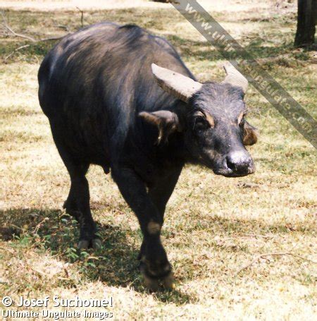 Tamaraw (Bubalus mindorensis) - Quick facts