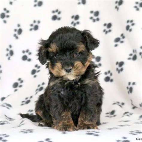 Morkie-Poo Puppies For Sale | Greenfield Puppies