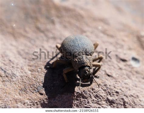 21,042 Desert Insects Images, Stock Photos, 3D objects, & Vectors | Shutterstock