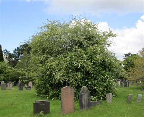 Crataegus mollis in Cathays Cemetery