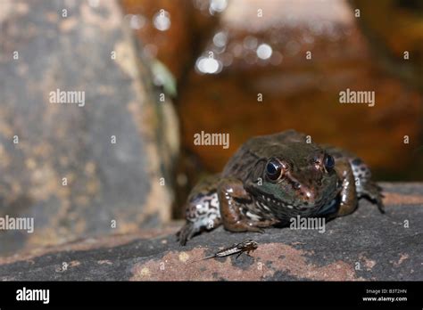 The frog sitting on rock in USA Stock Photo - Alamy