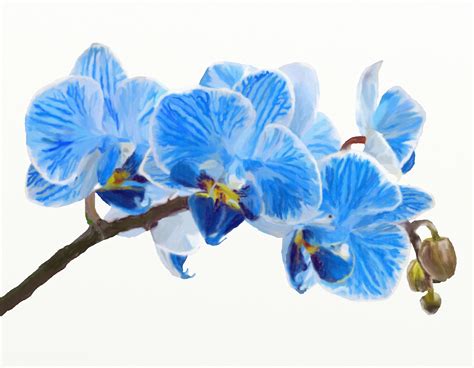 Blue Orchids - Val Hughes - Words & Art