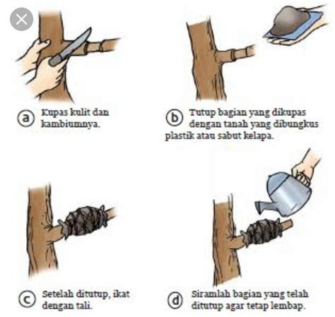 Pengertian mencangkok, keuntungan dan kerugian dari mencangkok berikut cara mencangkok tumbuhan ...