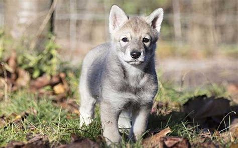 Saarloos Wolfdog Puppy - Behavior Facts and Vaccination of This Breed ...