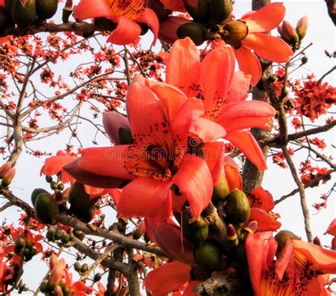 Bombax ceiba flowers stock image. Image of pretty, ceiba - 175118627