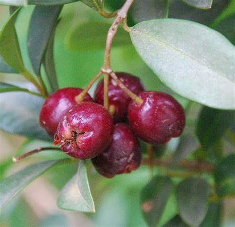 Eugenia Tree Fruit | Fruit Trees