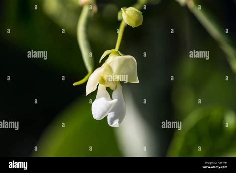 The white flower of a common bean plant (Phaseolus vulgaris Stock Photo - Alamy