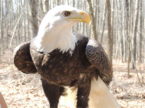 Buddy at Wild Birds Unlimited 2016 | The Wildlife Center of Virginia