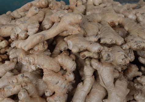 Harvesting Ginger | Ann Inspired