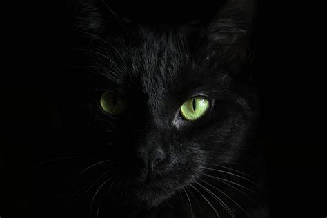 HD wallpaper: macro photography of black cat, black cat, wallpaper ...