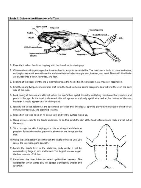 Toad Dissection Guide | PDF