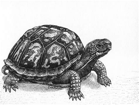 Realistic Turtle Drawing at PaintingValley.com | Explore collection of Realistic Turtle Drawing