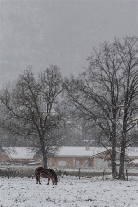 Snowy Rural Landscape with a Farmhouse and a Horse in the Field Stock Photo - Image of ...