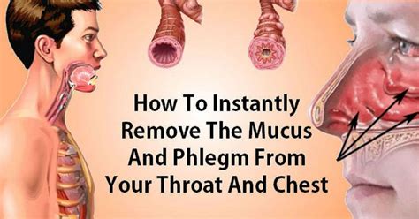 When there is too much phlegm in our lungs, our throat and nose become obstructed. We also have ...