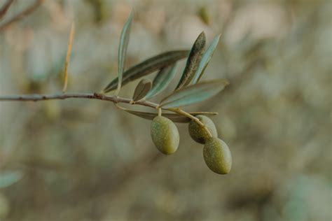 A Bacteria Is Destroying Italy's Prized Olive Trees, See Them While You Can - Bloomberg