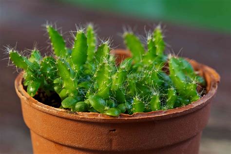 Dragon Fruit Cactus: Indoor Plant Care & Growing Guide