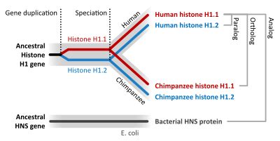 Sequence homology - Wikipedia