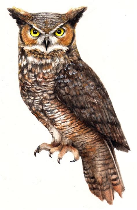 watercolor great horned owl. | Owl png, Owl, Horned owl