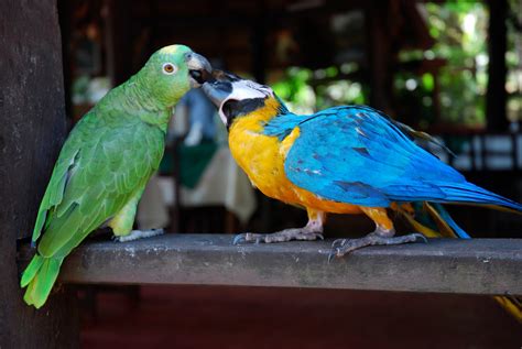 Mountains Will Move: Mr. Dancing Parrot