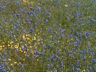 San Antonio Valley Wildflowers | Spring 2003, east of Mt. Ha… | Flickr