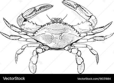 Blue crab vintage Royalty Free Vector Image - VectorStock