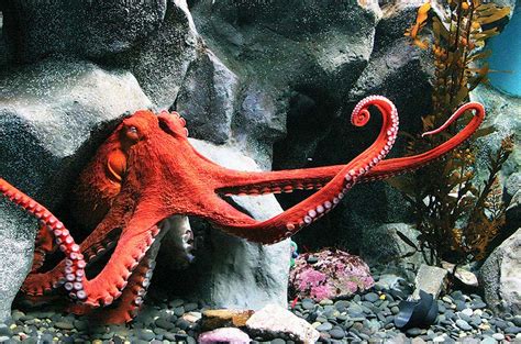 Mikro Post - Giant Pacific Octopus |MyRokan