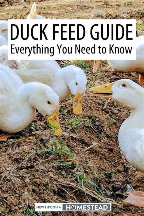 Duck Feed Guide – Everything You Need to Know