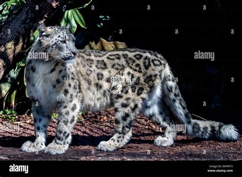 snow leopard close up portrait while looking at you Stock Photo - Alamy