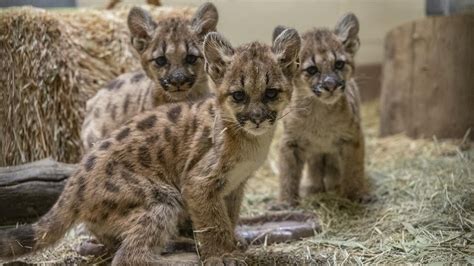 Three orphaned mountain lion cubs rescued in San Diego