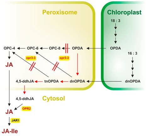 IJMS | Free Full-Text | Jasmonates: News on Occurrence, Biosynthesis ...