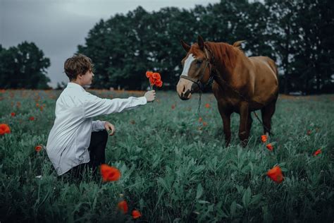 Photo of a Boy Giving Poppy Flowers to a Horse · Free Stock Photo