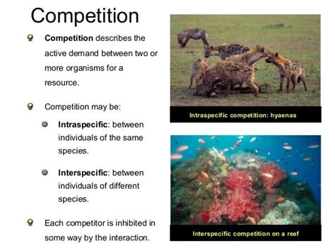 Animal Competition Examples